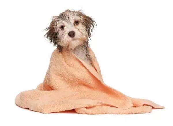 深圳港宠物洗护用品进口报关清关代理服务【经典案例】