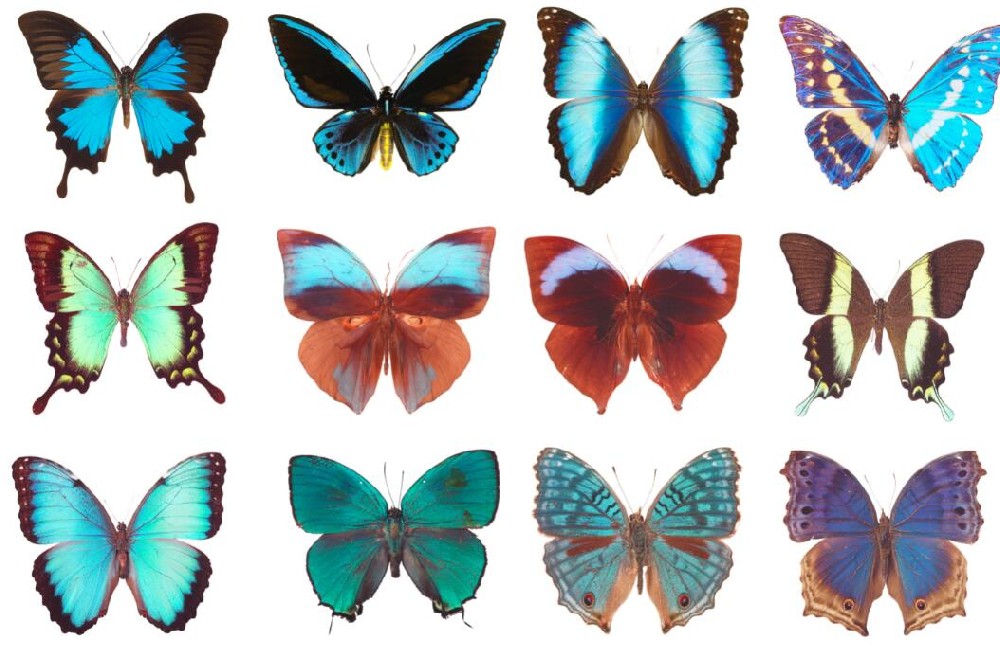 蝴蝶标本.jpg