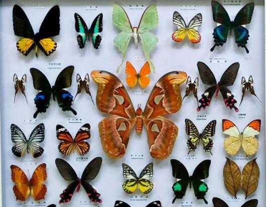 蝴蝶标本进口检疫证多少钱?（进口蝴蝶标本报关费用）